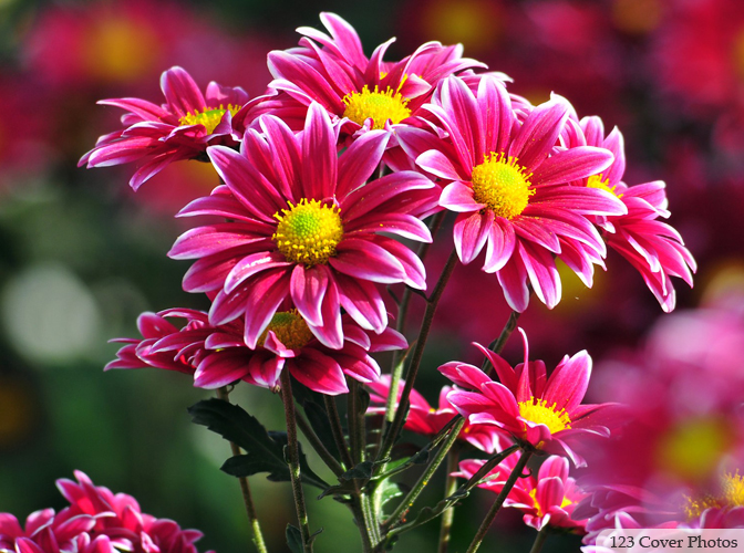 Facebook flower photo 17 123 Cover Photos Facebook Photos