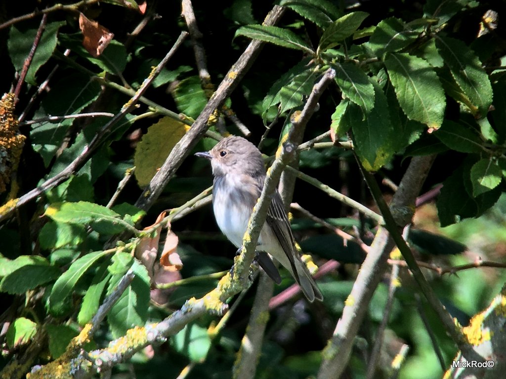 Holland Haven Birding