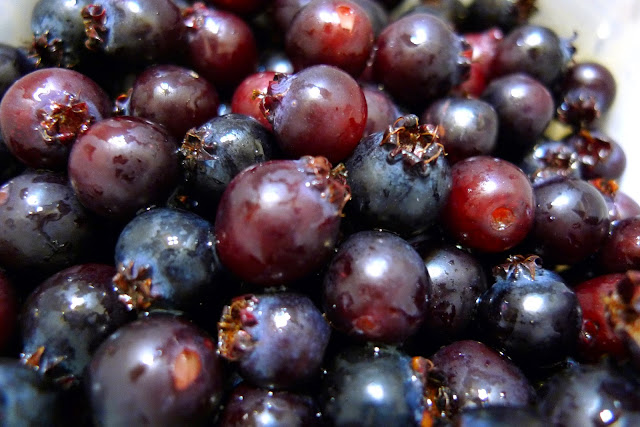 Albuquerque Fruit Growing Serviceberry Juneberry Saskatoon