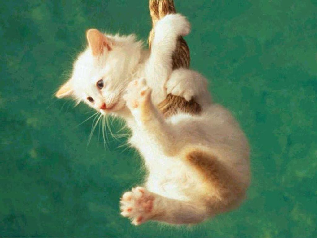 Free Cat Wallpaper: Animal Wallpaper - Cat hanging , 1024 x 768