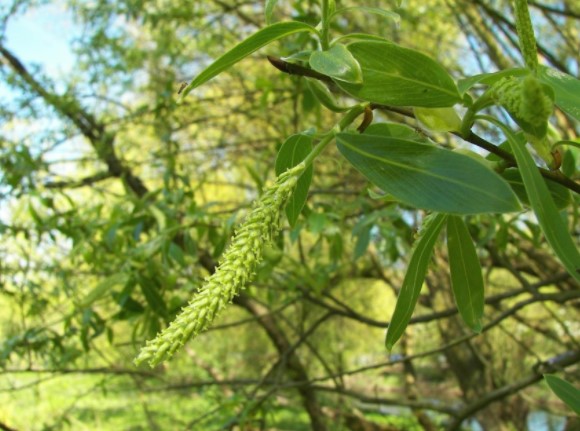 willow tree pictures