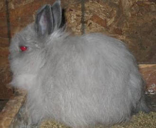 Jersey Wooly Grey Dwarf Rabbit