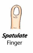 Finger Types - Spatulate Finger