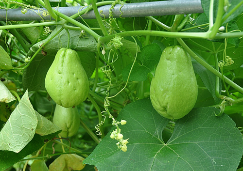 Kebutuhan Bibit 1 Hektar Labu Siam Kebutuhan Bibit 1 Hektar Labu Siam