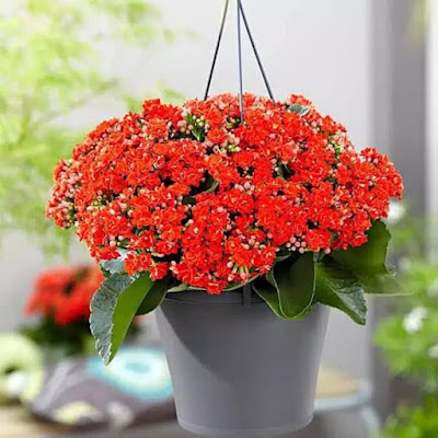 Indoor plants that are easy to care for, suitable for apartments Indoor plants that are easy to care for, suitable for apartments