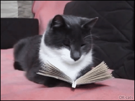 Clever cat reads a book about Catnip medicinal properties • Cat GIF Website