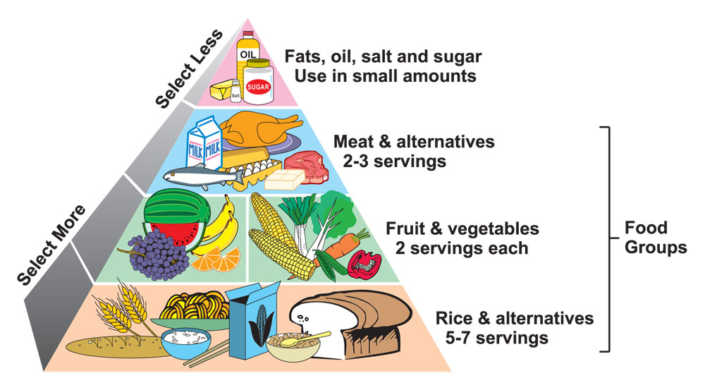 ihnnnohu: food chain pyramid worksheet