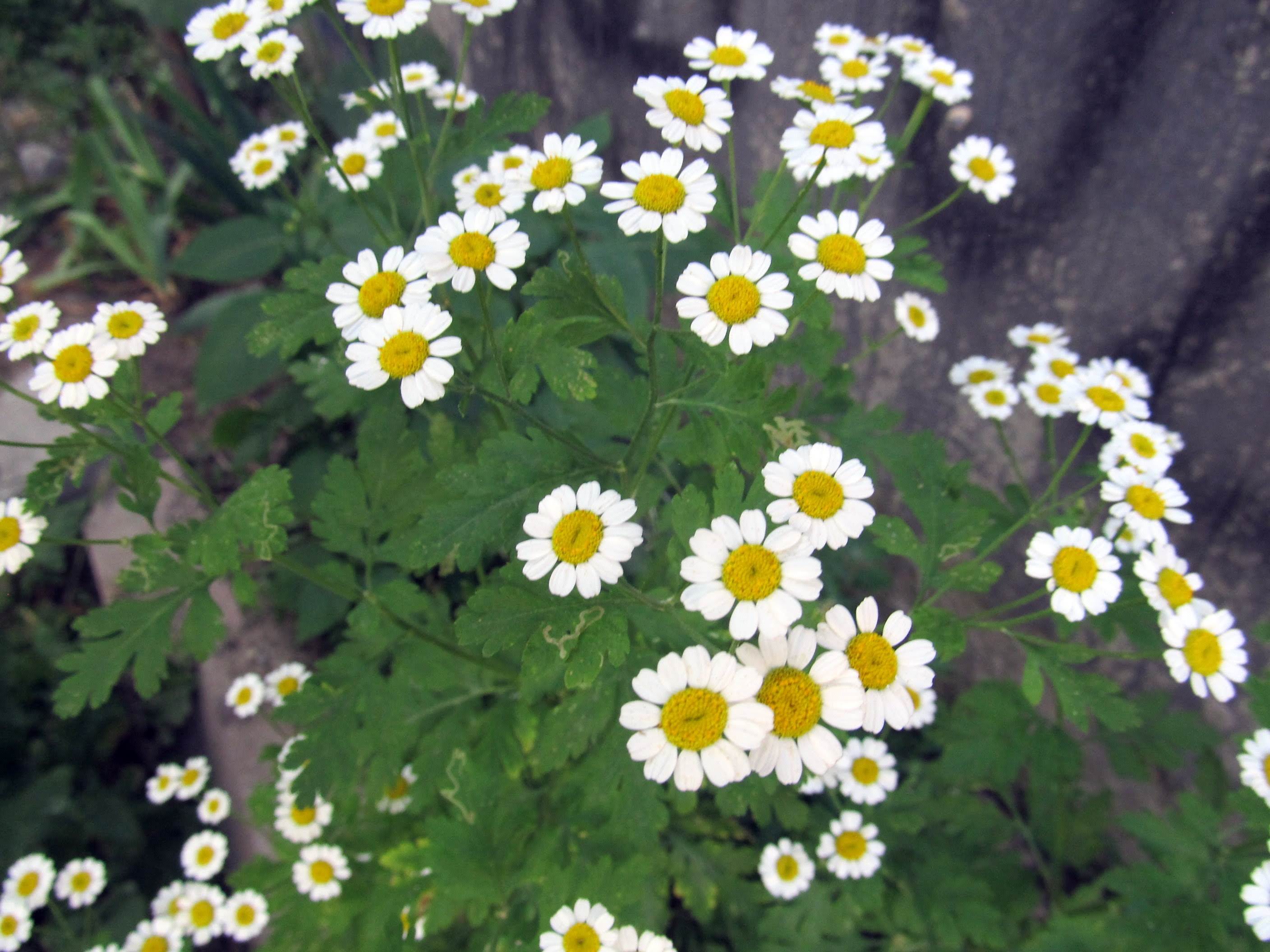 Tanacetum parthenium