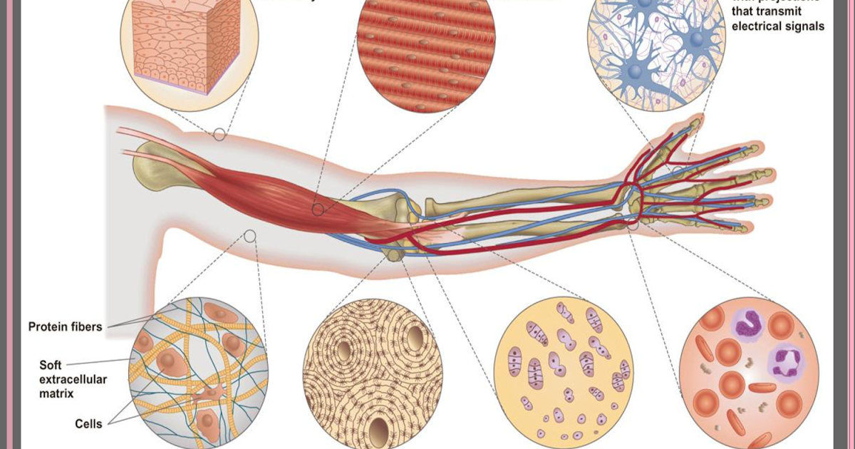 Brain and nervous system. Uk на английском. Be made up of. фон для презентации нервная система. разноцветный круг с секторами.