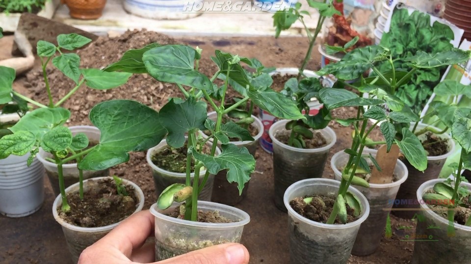 How to Start Beans Indoors
