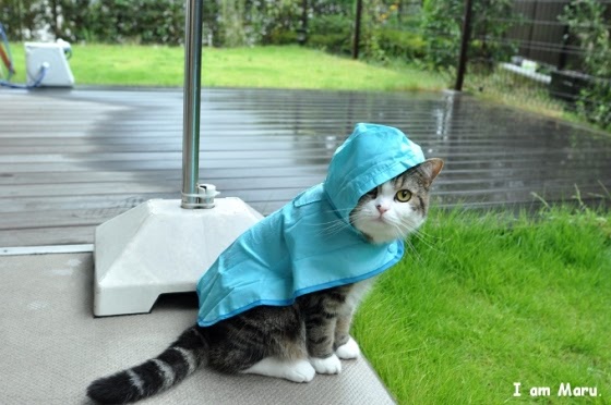 Catsparella: Get Look: Rain Poncho