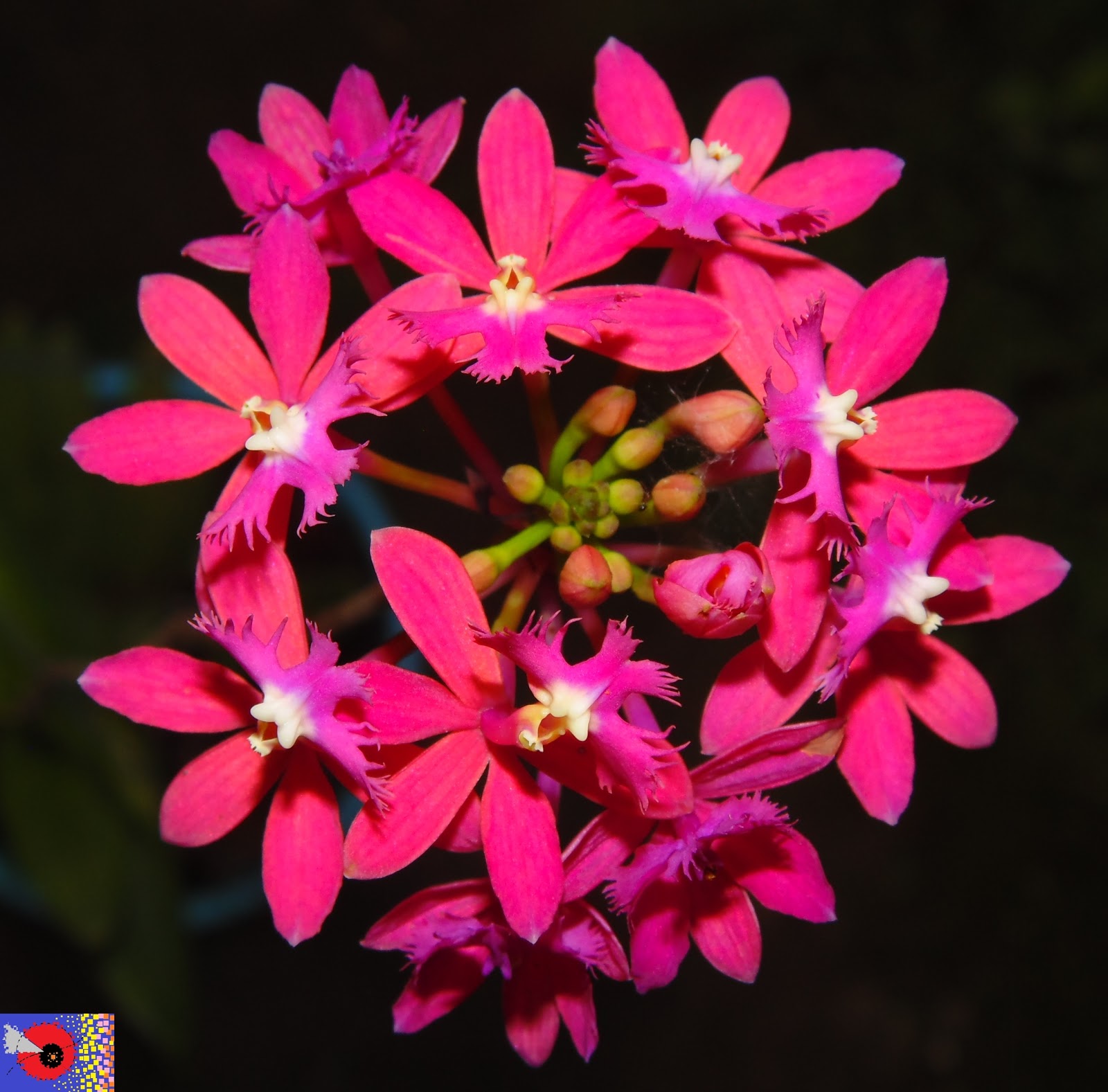 ORQUÍDEAS * BROMÉLIAS: 354 - Orquídea: Epidendrum denticulatum