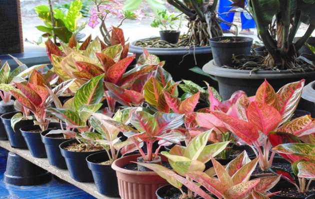 Dunia Tanaman Hias: CARA MERAWAT TANAMAN AGLAONEMA