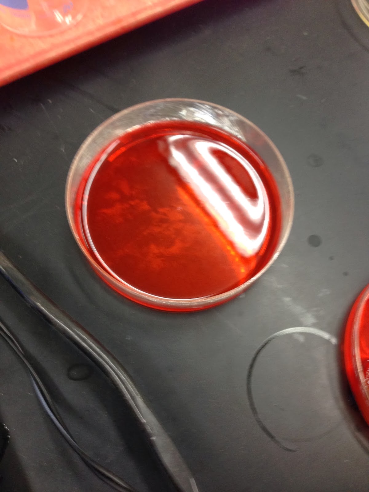 Honors Biology Block A. Cindy Rezk The Reaction of Collagen to Fruits