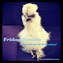 chicken jokes funny coop puns rooster friday joke silly stupid murano farm chickens doors why does