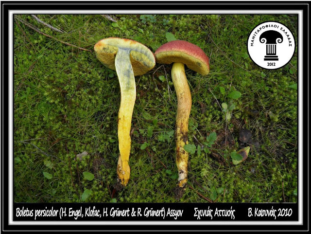 Rheubarbariboletus persicolor (H. Engel, Klofac, H. Grünert & R. Grünert) Vizzini, Simonini & Gelardi