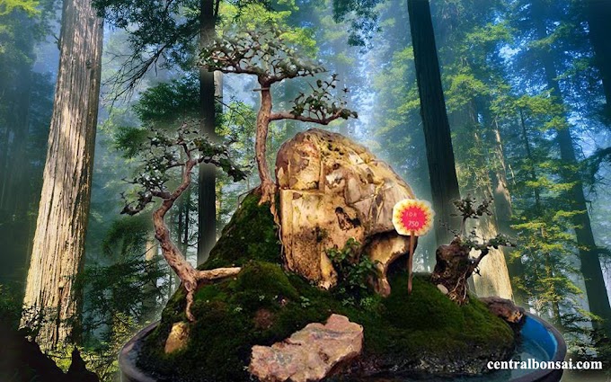 Cara Dan Dosis Pemupukan Tanaman Bonsai