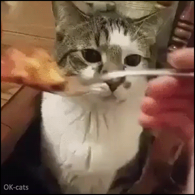 Hilarious Cat GIF • Epic fail! Wen your cat fucking hates food for human. "Do NOT want, unaccceptable shit!"