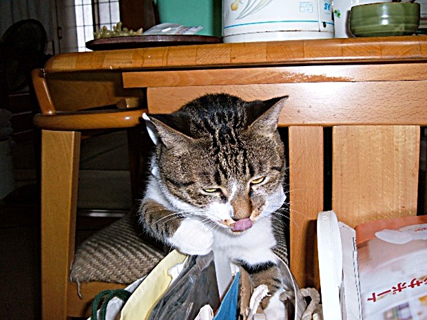 人の身長はどれくらいまでなれますか?