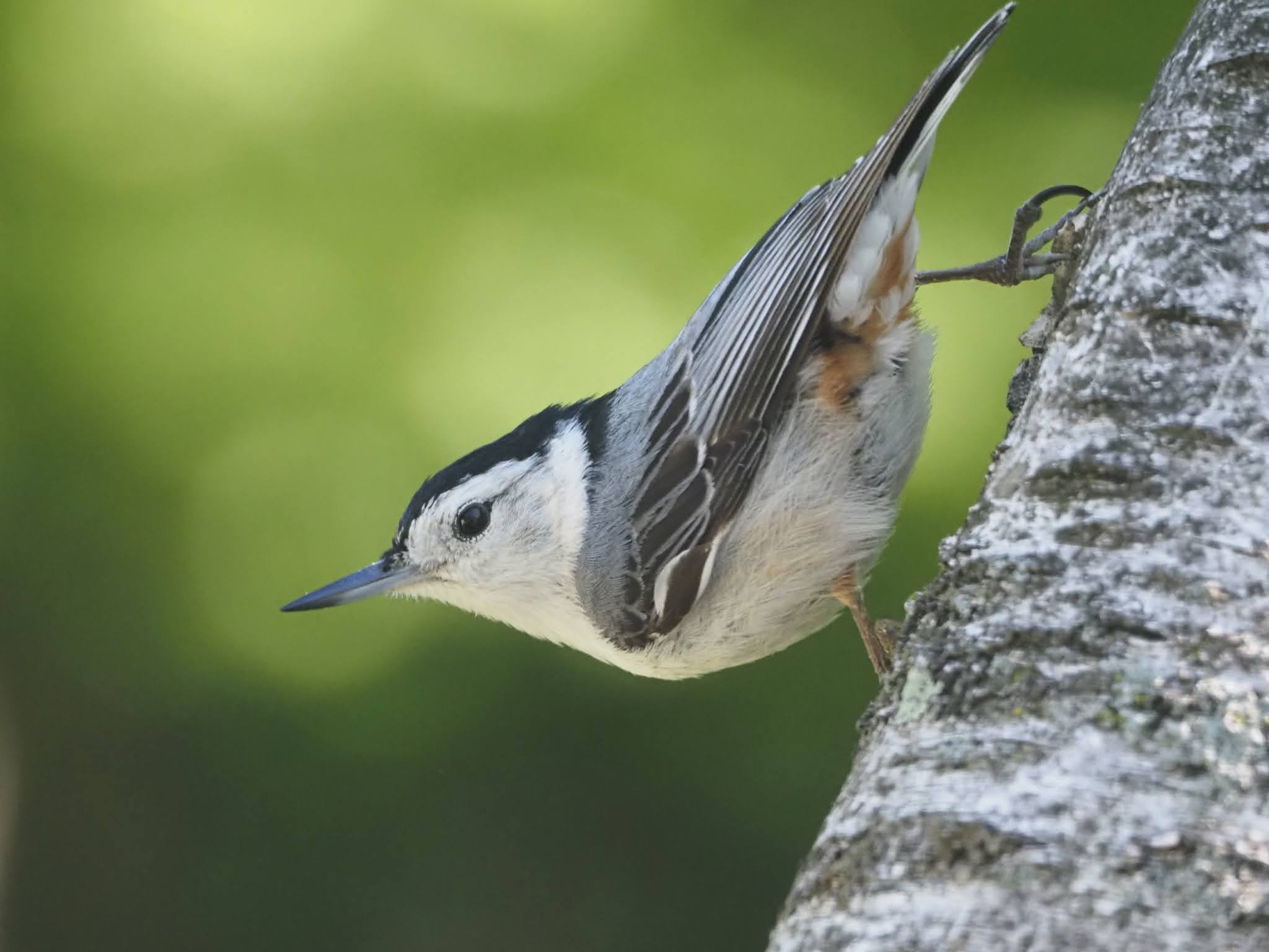 More bird snapshots with the Olympus M.Zuiko