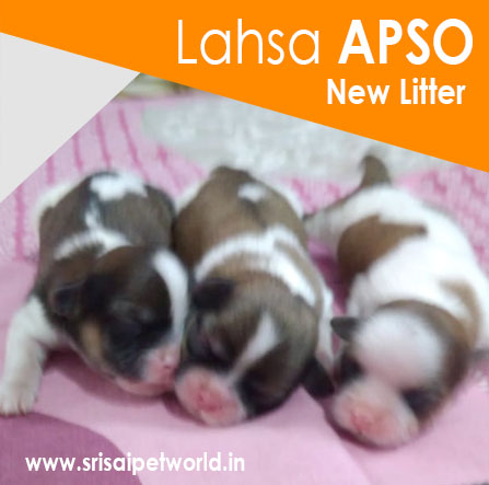 Lhasa Apso puppy in Chandigarh & Jalandhar city