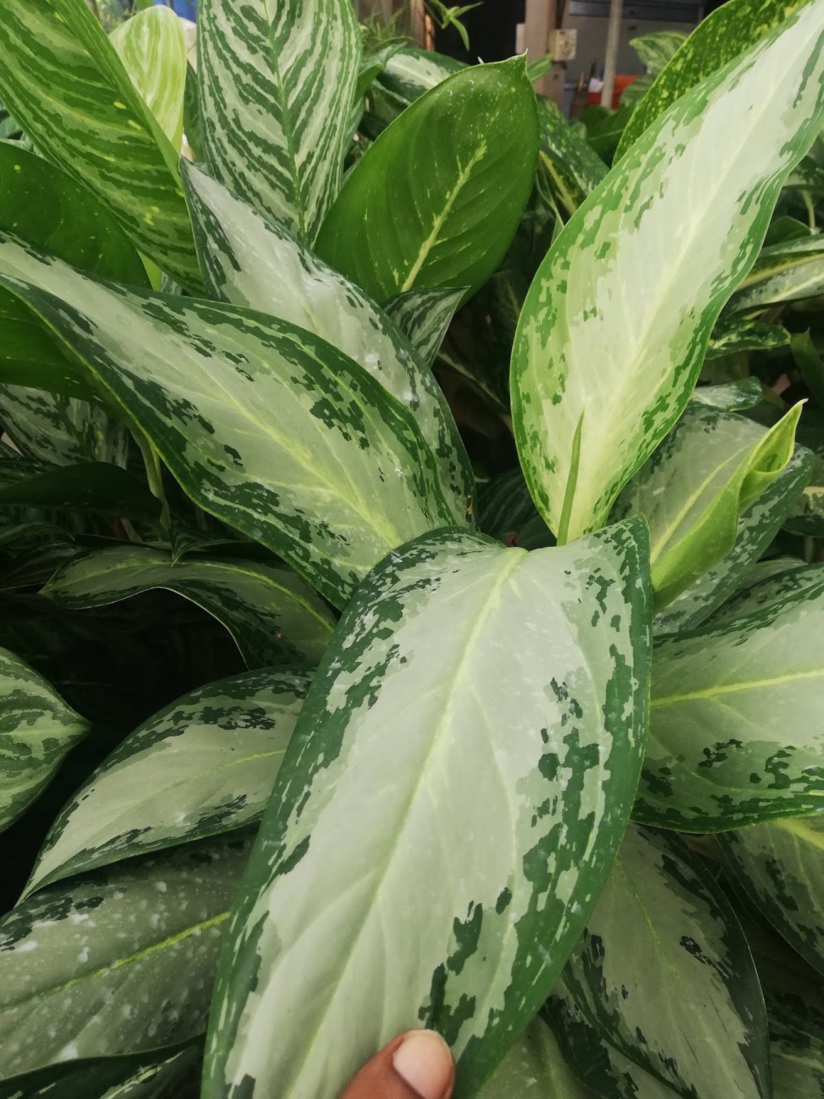 Garden Chronicles of James David Chinese Evergreen Best Indoor Plants