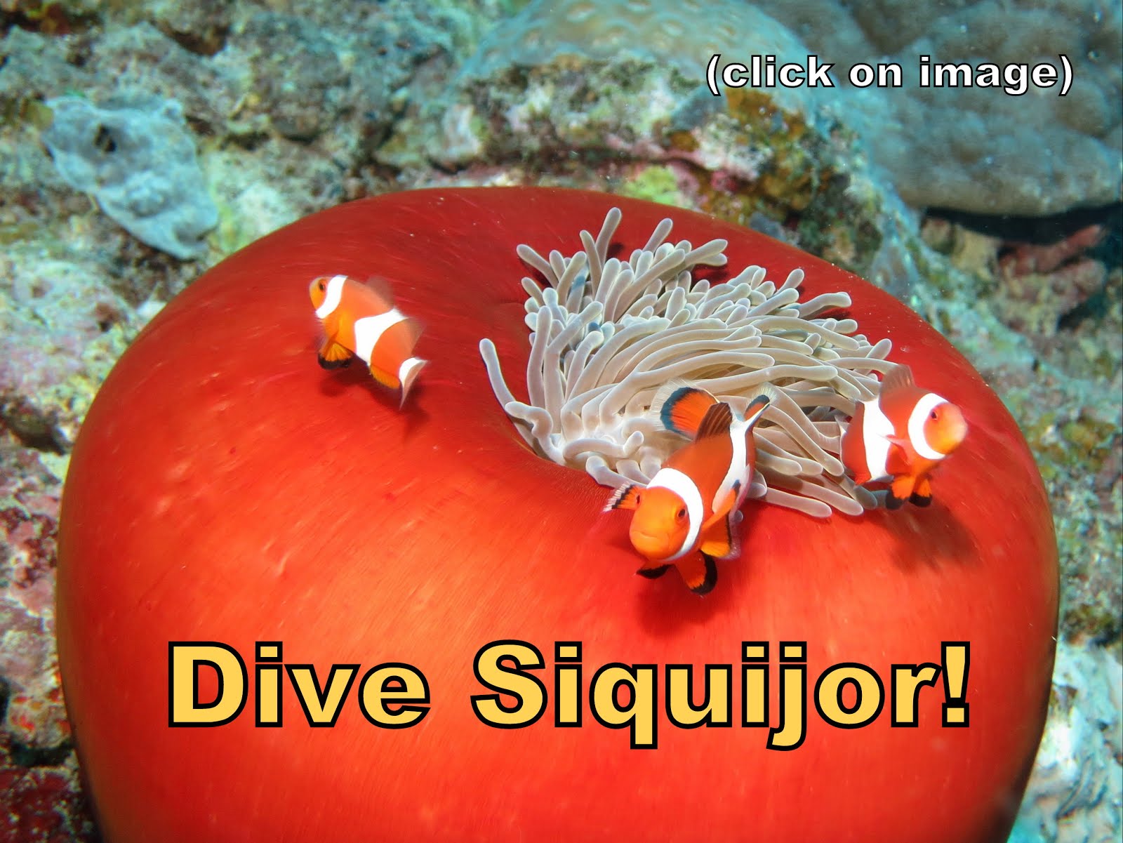 Dive Siquijor - click on image for details