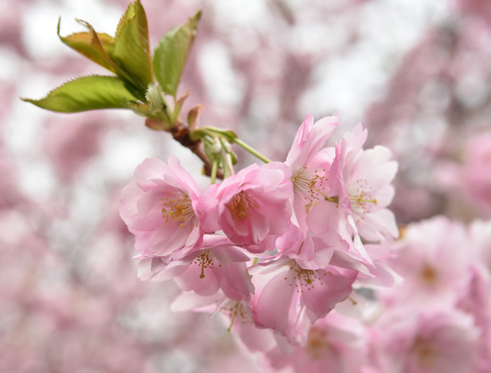 Toronto Cherry Blossom: Những cánh hoa anh đào trắng tinh khiết, tán cây hoa đầy màu sắc vào mùa xuân là một trong những hình ảnh đẹp nhất của Toronto. Dành thời gian để ngắm nhìn khoảnh khắc tuyệt đẹp của bộ ảnh hoa anh đào Toronto này và cảm nhận sự tươi vui của mùa xuân.