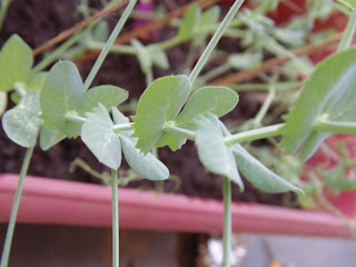 Growing sweet pea from seeds