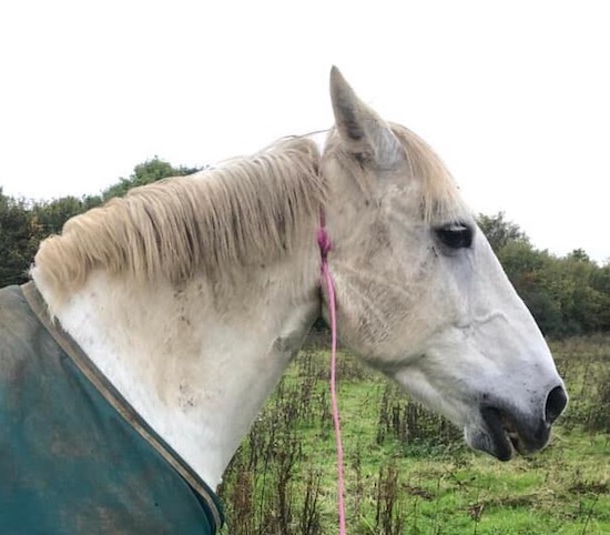 Horse found with baling twine tied tightly around its neck  Image taken from Facebook post