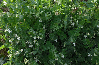 Un Huerto En El Patio