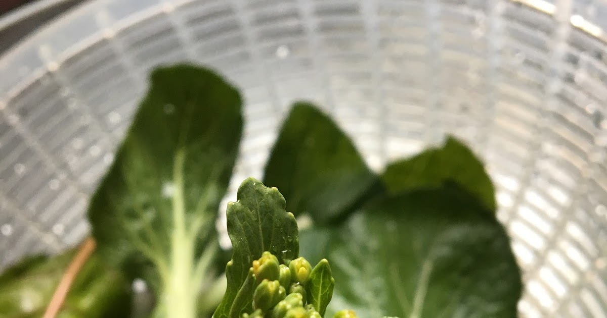 Are Bok Choy Flowers Edible?