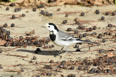 Cuereta blanca (Motacilla alba)