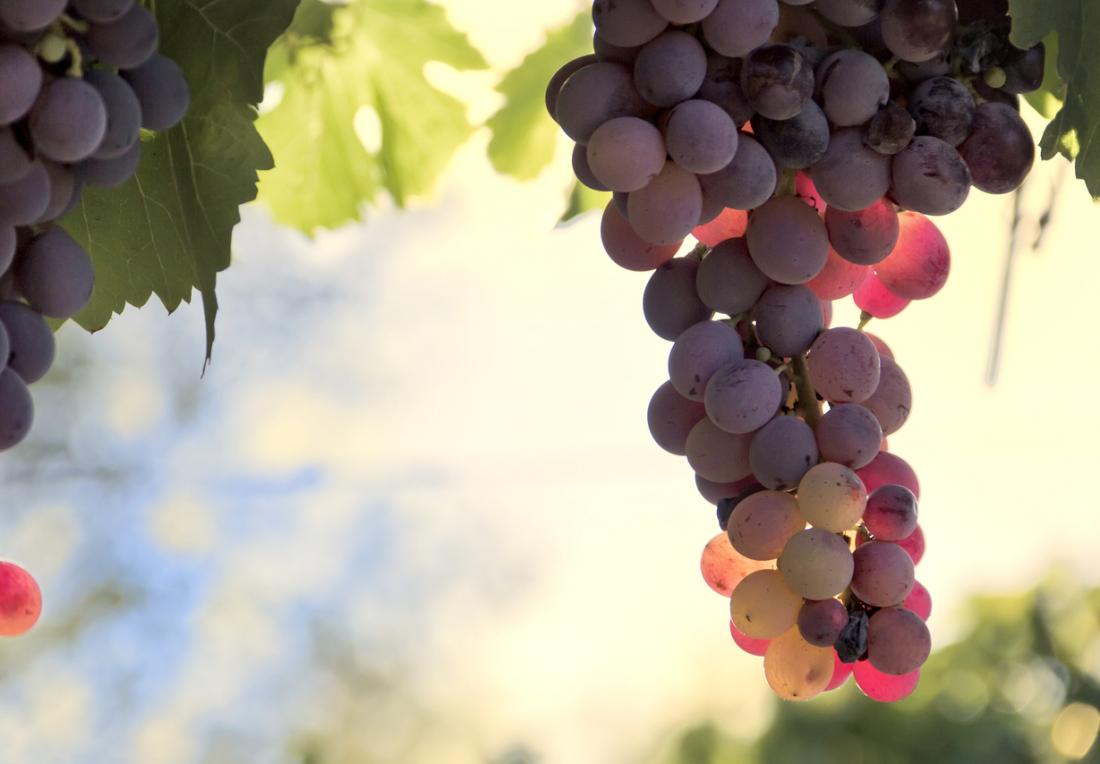 chercher ici Les extraits de raisin peuvent protéger contre le cancer