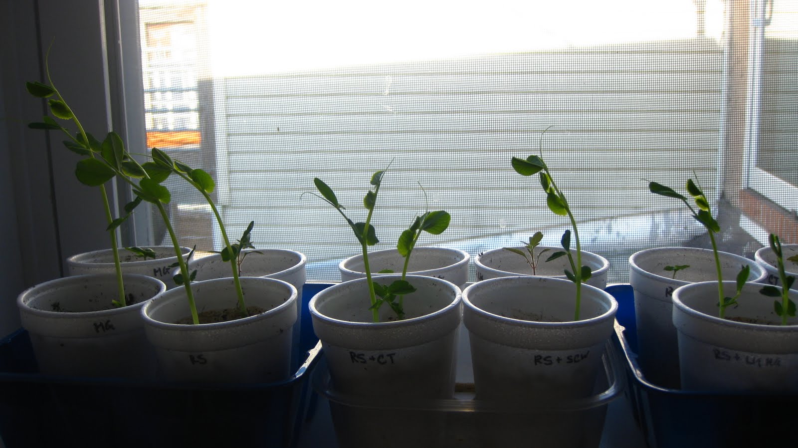 Charm city balcony garden Fertilizer experiment update