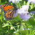 Help the Monarch Migration - Cut Back Tropical Milkweed October
through February in Central Texas