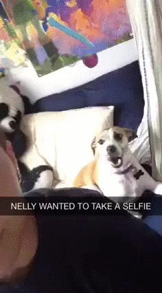 selfcam.gif