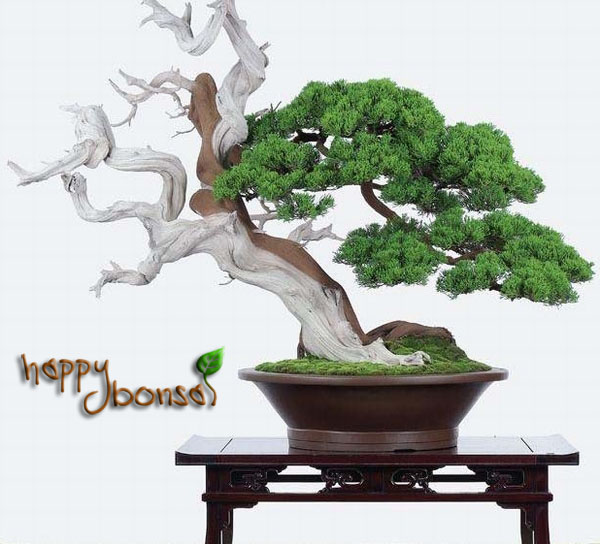  bonsai  indah gambar bonsai 