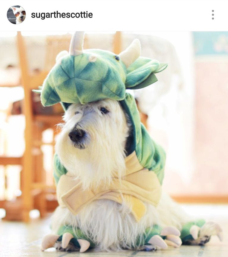 Scottie Mom 15 Scottish Terriers Rocking Costumes
