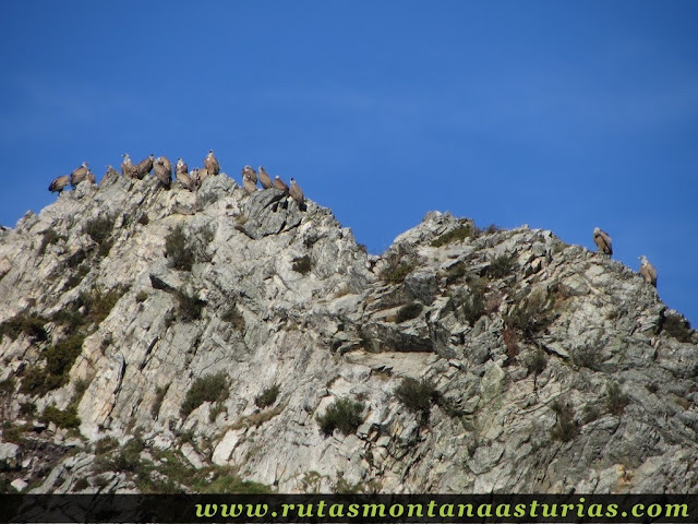 Buitres en un peñasco