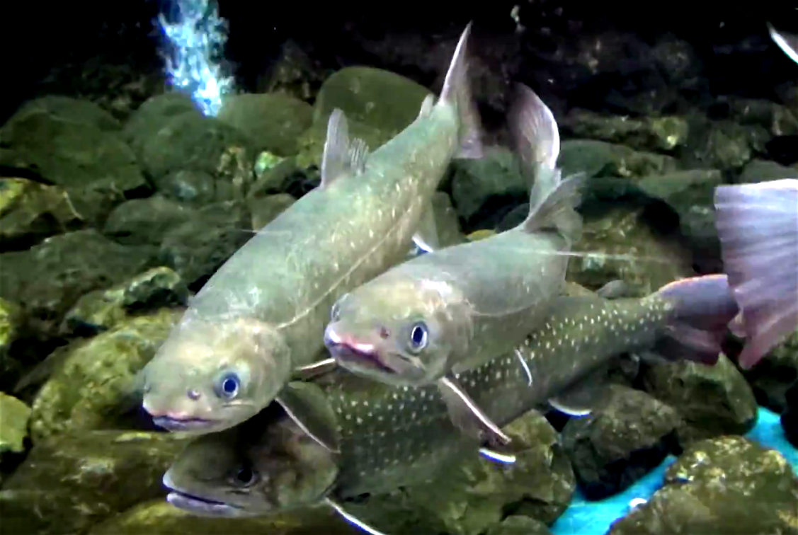 Aquarium Movies Japan Archive 生きている魚図鑑 2月 2015