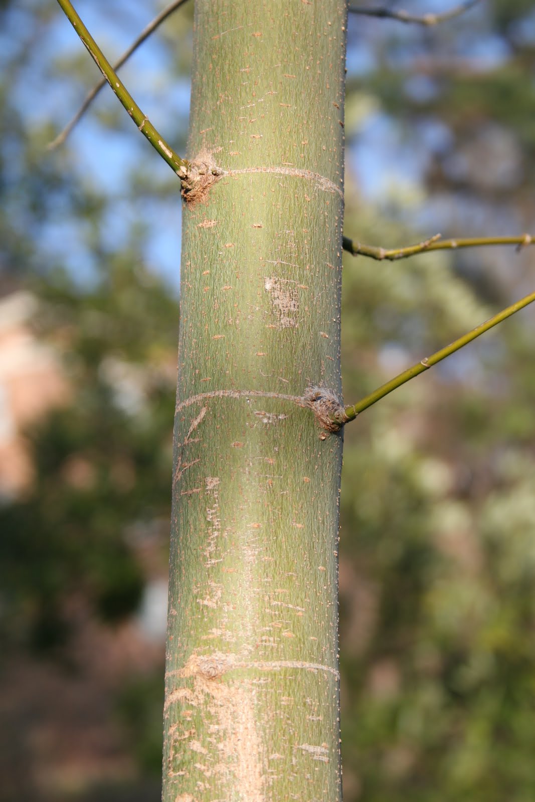 Centenary College Arboretum Acer negundo