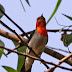 Cara Jitu Merawat Burung Cabe - Cabean atau Baret Merah Muda Hutan Cara Jitu Merawat Burung Cabe - Cabean atau Baret Merah Muda Hutan