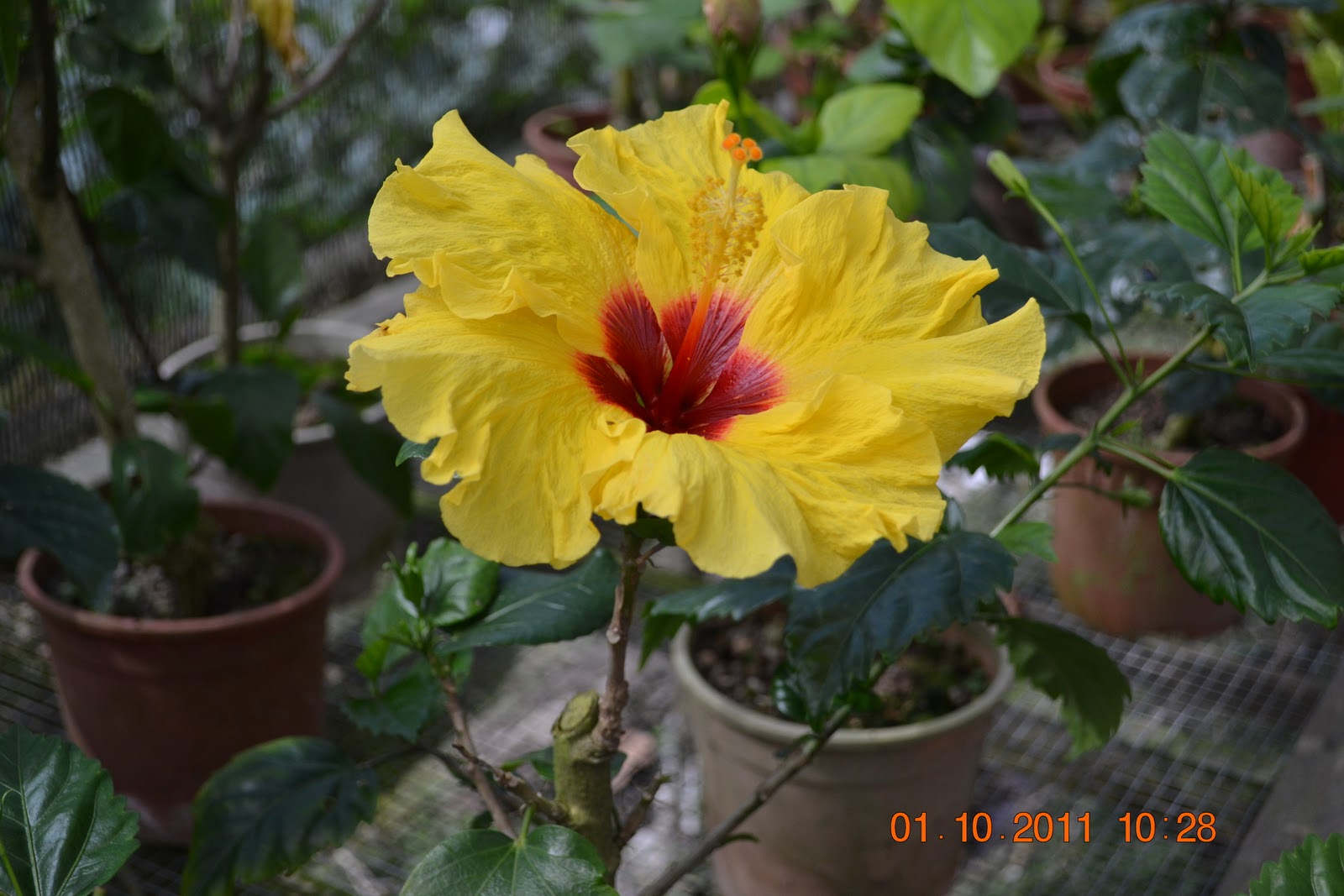 Petuapaje blogspot com Bunga  Kebangsaan Malaysia