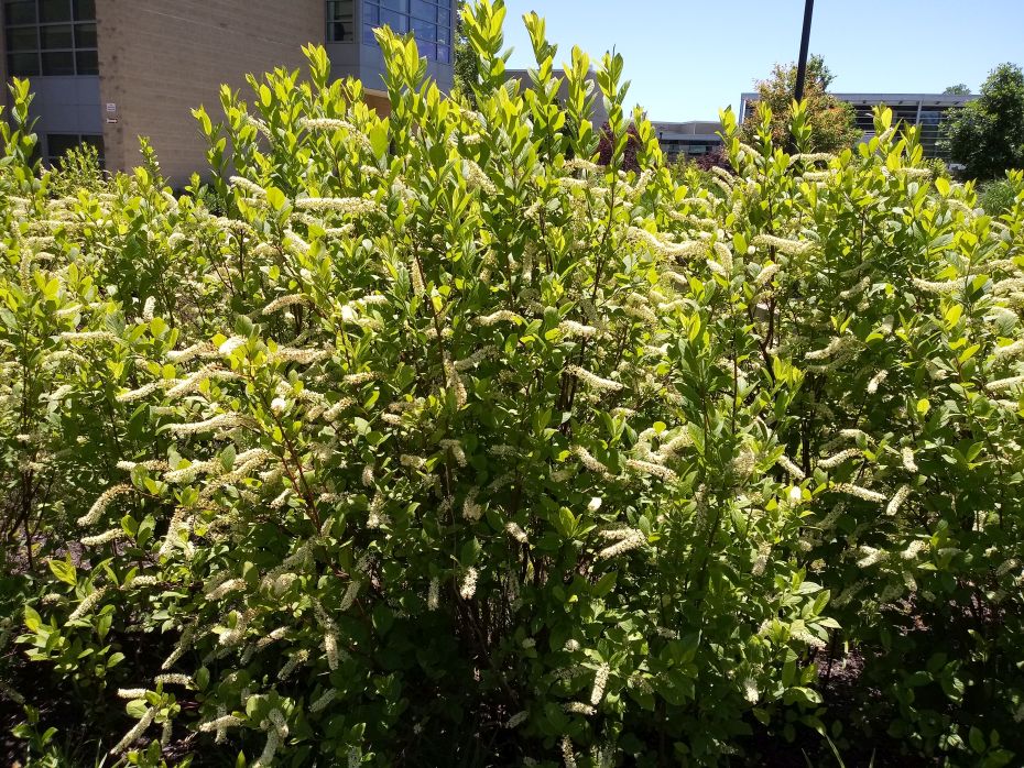 Itea Virginica Sprich Little Henry And Henry S Garnet