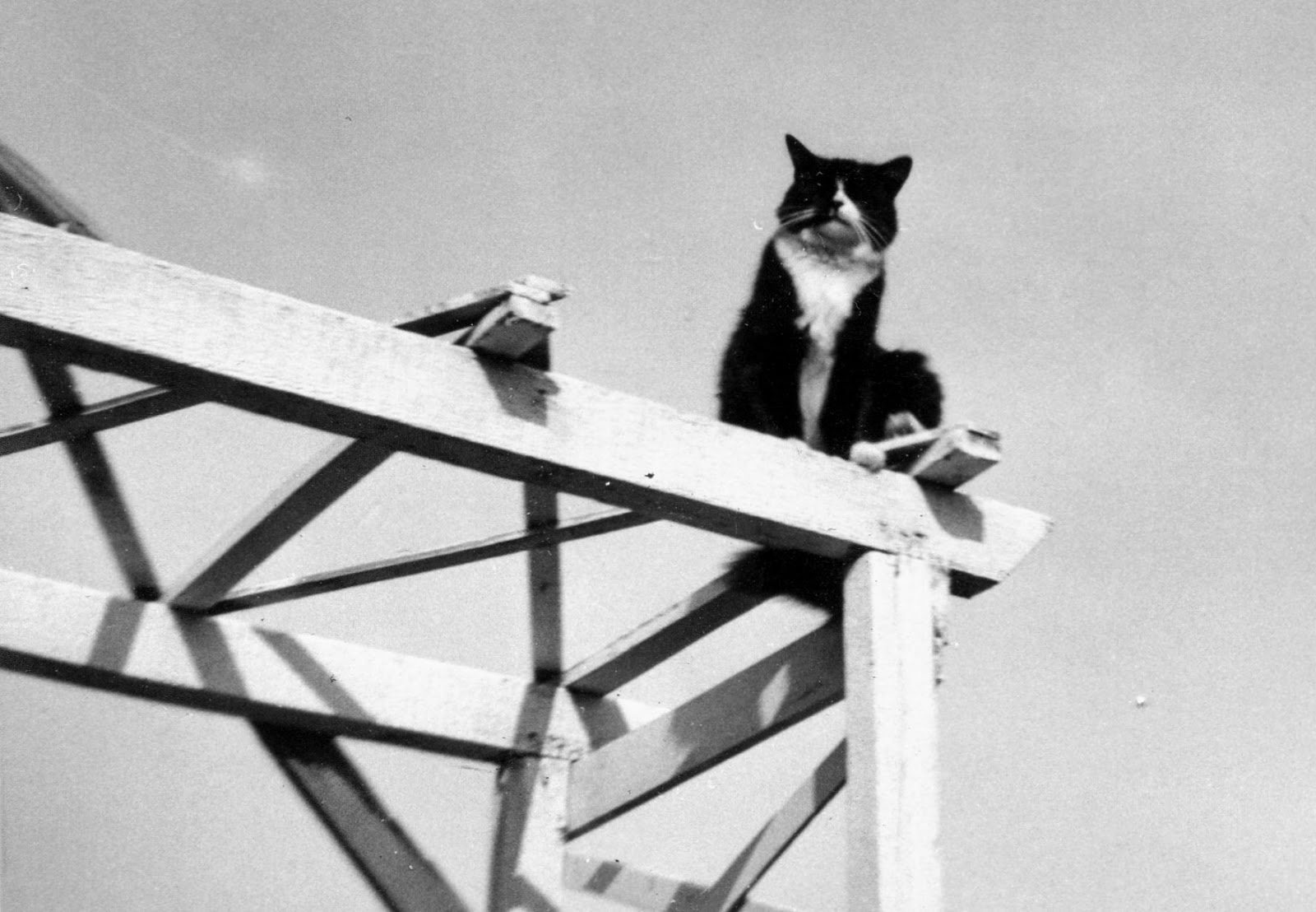 Dog Cat Fox Call Dog Whistle And Feral Cat Whistle Twin Pack Best