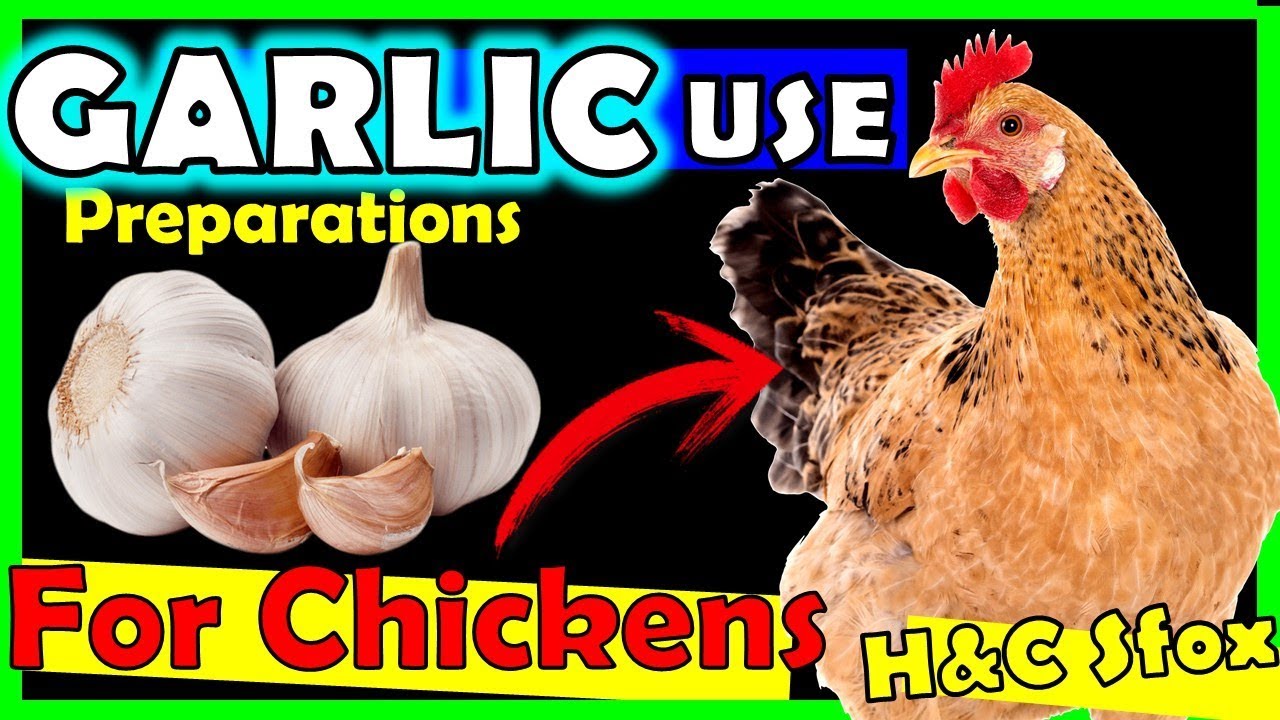 Benefits of Garlic in Poultry Farming