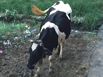दूध उत्पादन स्वरोजगार, AnjNewsMedia, Milk production self-employed, Suchit Kumar, Former Officer-Educationist