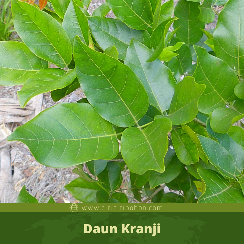 Ciri Ciri Pohon Kranji (Millettia pinnata) Di Alam Liar