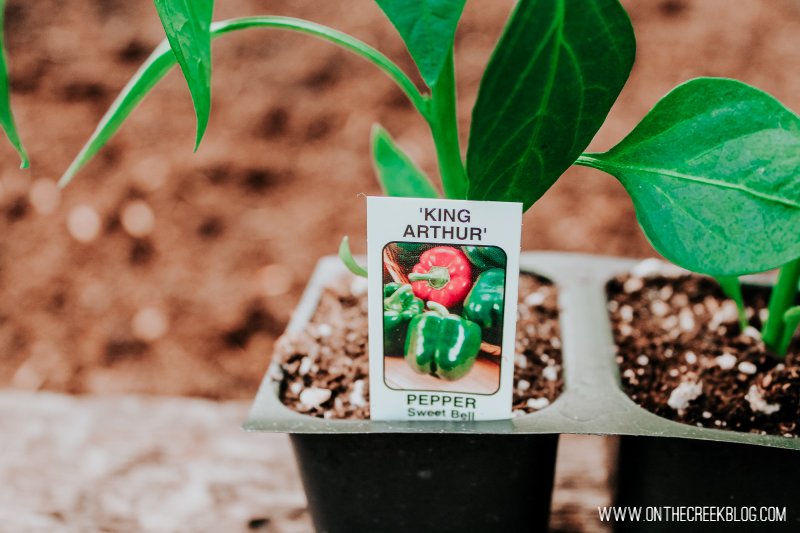 King Arthur Green pepper plant!